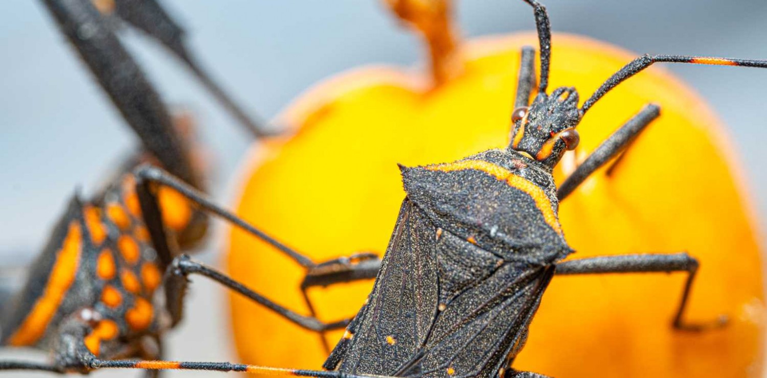 Día Nacional por una Argentina sin Chagas