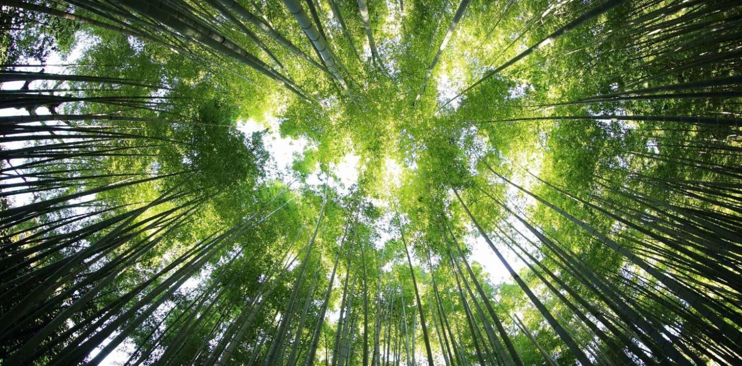 descripcion imagen 1